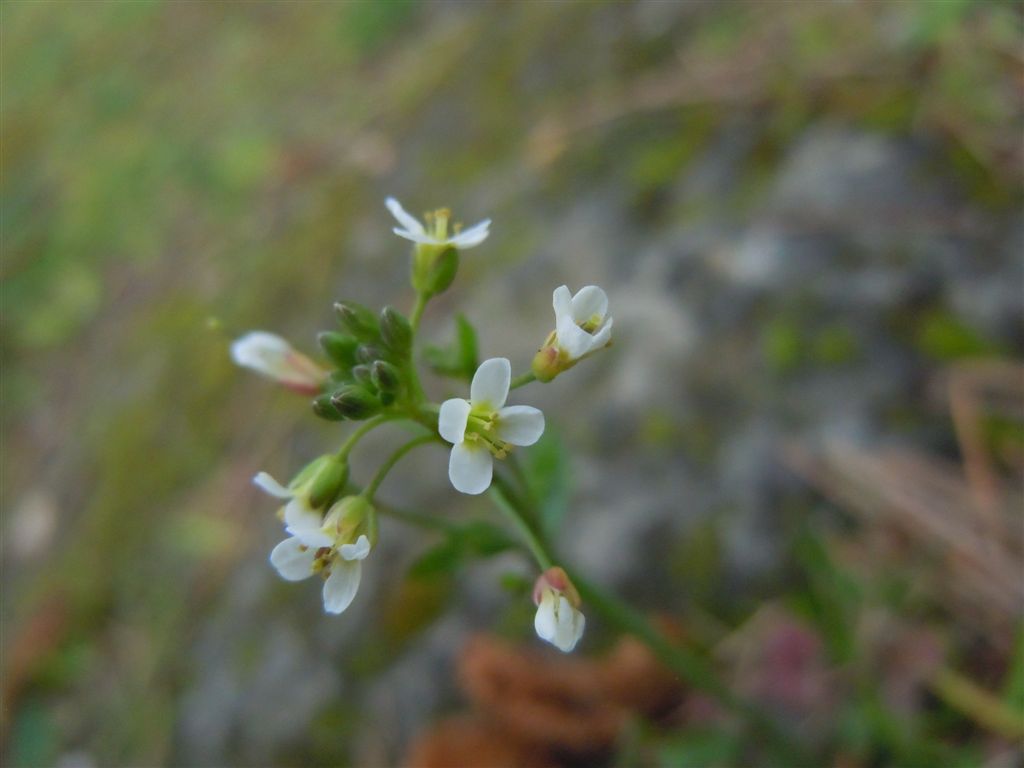Crucifera da determinare